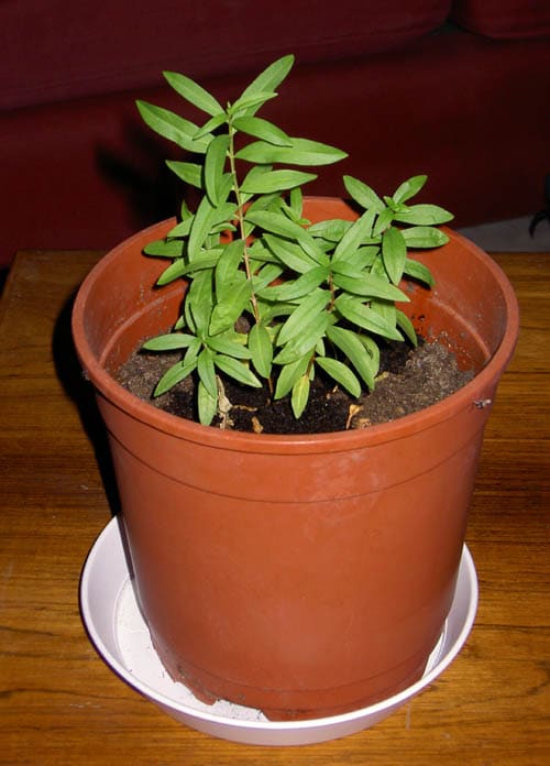 Heimia, standing in for Heimia myrtifolia