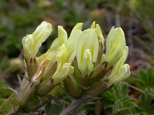 Oxytropis campestris