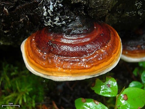 Fomitopsis pinicola