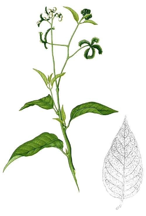 Tournefortia sarmentosa