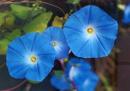 Ipomoea tricolor