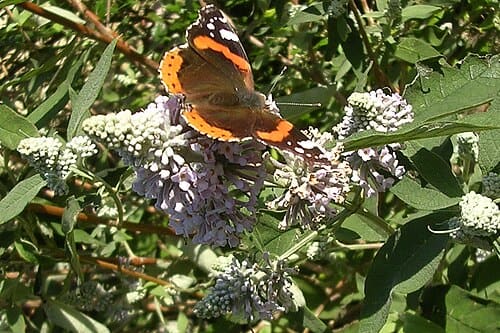 Buddleja officinalis
