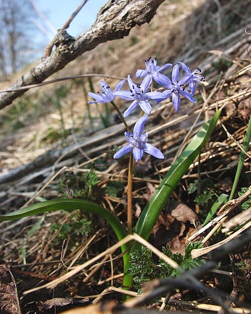 Scilla, standing in for Scilla scilloides