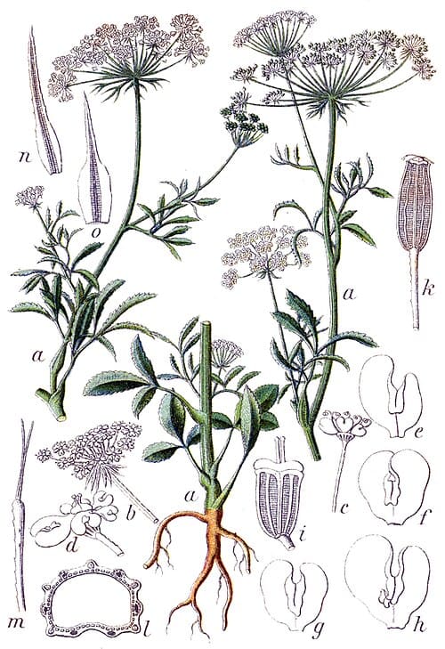 Ammi majus