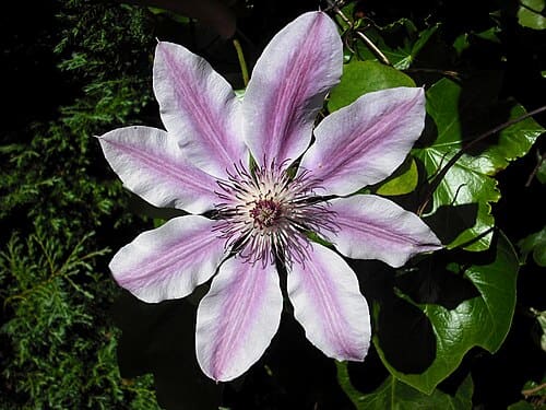 Clematis, standing in for Clematis huai