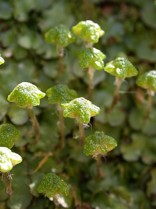 Reboulia hemisphaerica