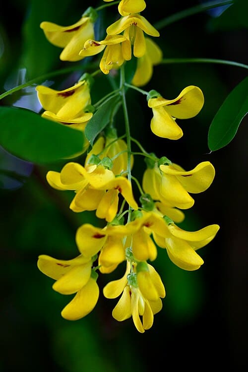 Laburnum anagyroides