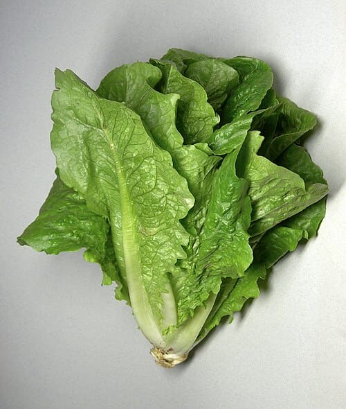 Lactuca sativa