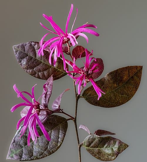 Loropetalum chinense