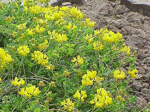 Coronilla