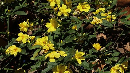 Jasminum nudiflorum