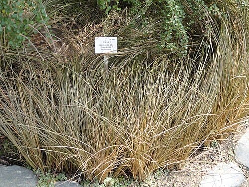 Carex capillacea