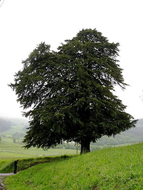 Taxus baccata