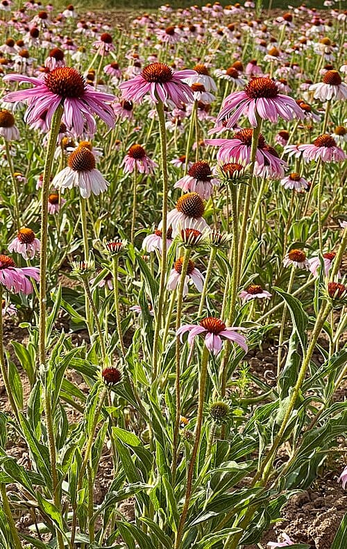 Echinacea purpurea