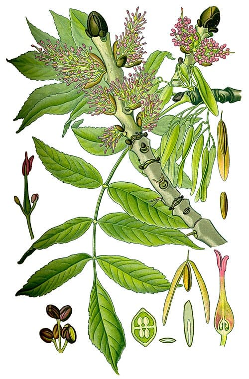 Fraxinus excelsior