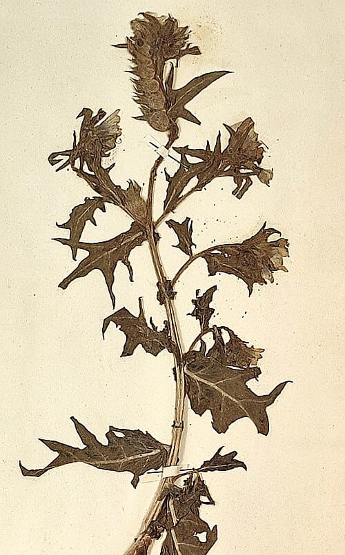 Hyoscyamus niger