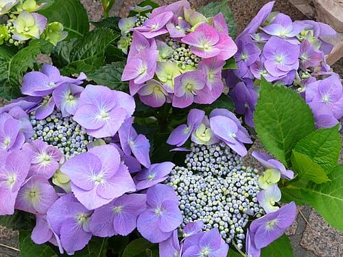 Hydrangea, standing in for Hydrangea pair