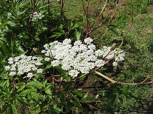 Angelica acutiloba