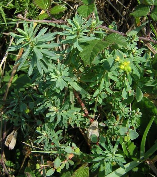 Euphorbia portlandica
