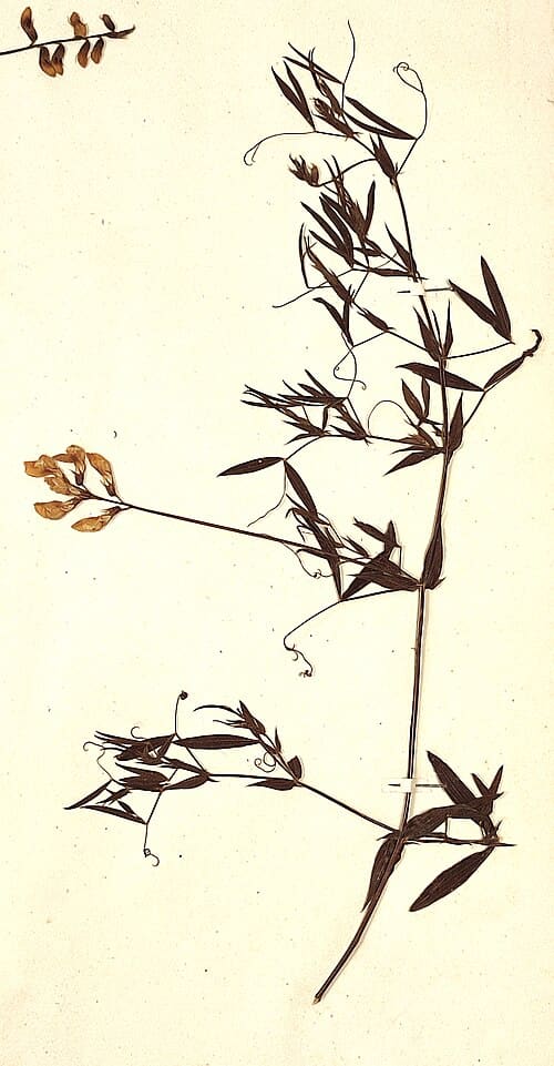 Lathyrus pratensis