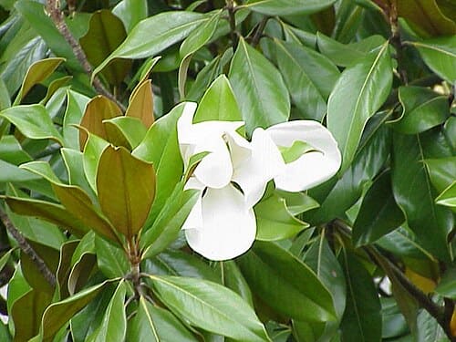 Magnolia grandiflora