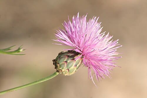 Centaurea alba