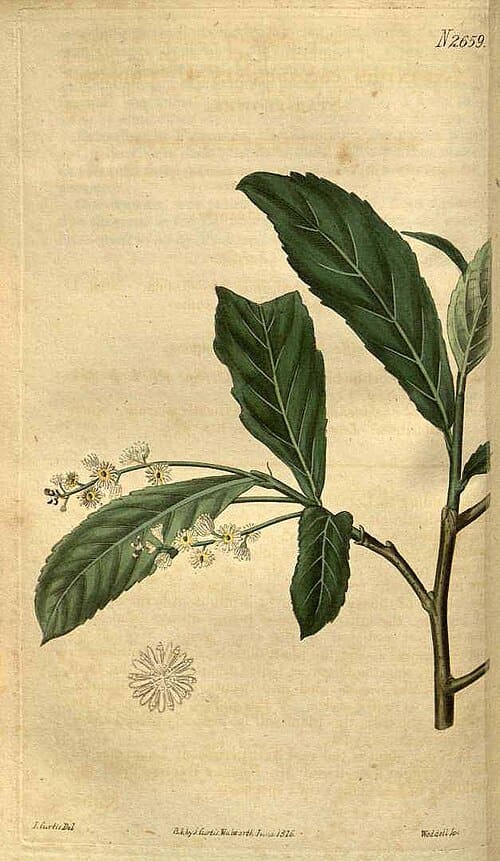 Homalium cochinchinensis