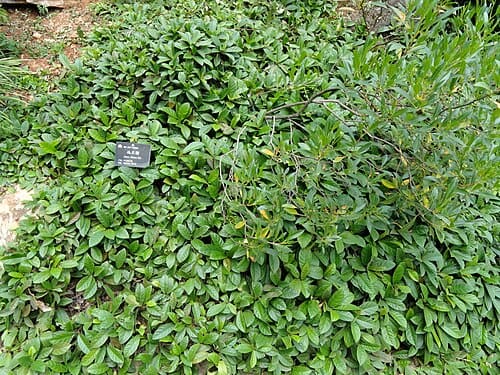 Ficus tikoua