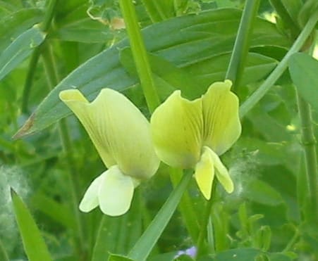 Vicia, standing in for Vicia irritans
