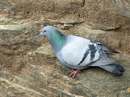 Columba livia