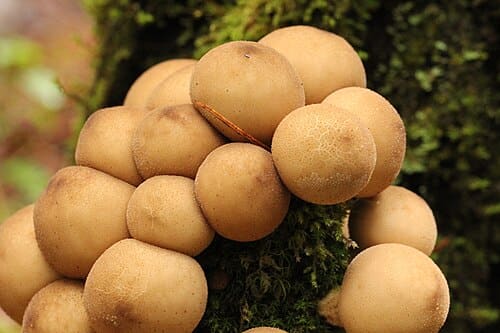 Lycoperdon pyriforme