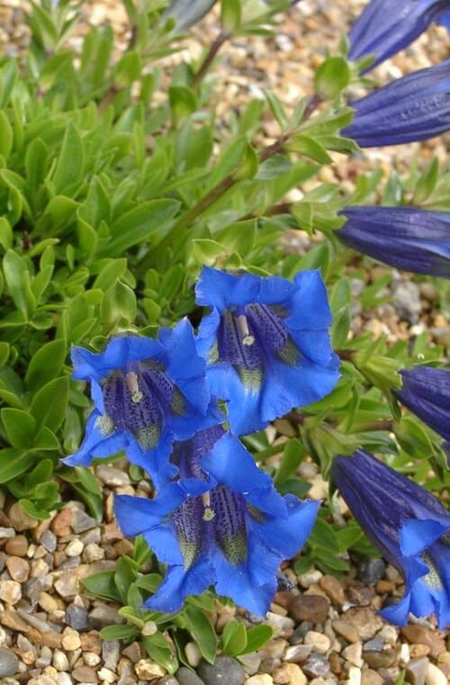 Gentianaceae, standing in for Veratrilla baillonii