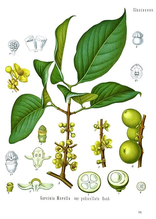 Garcinia
