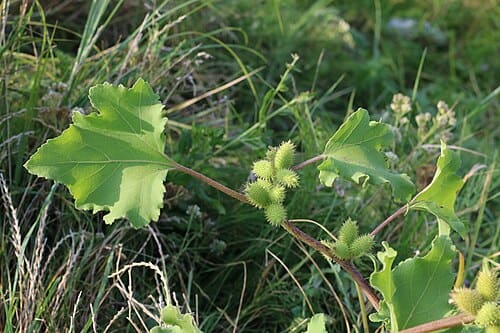 Xanthium strumarium