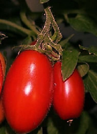 Solanum lycopersicum