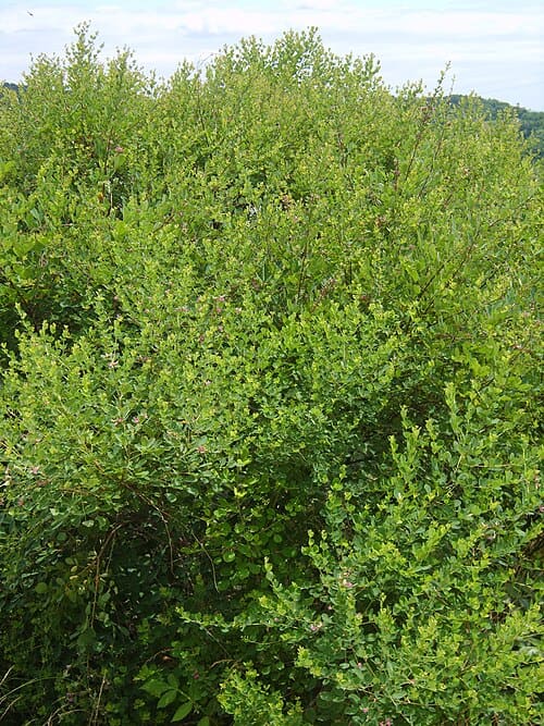 Lespedeza cyrtobotrya