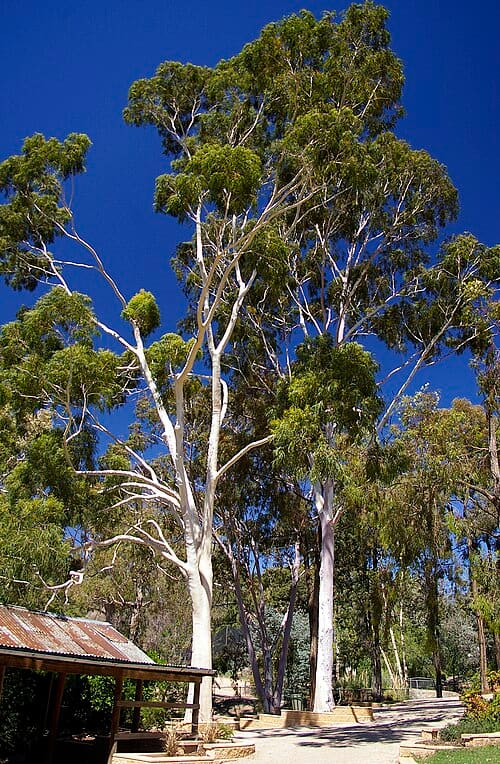Corymbia citriodora