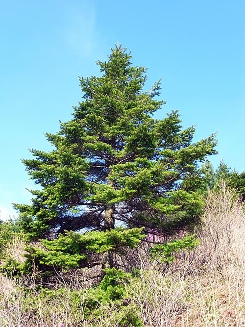 Abies koreana