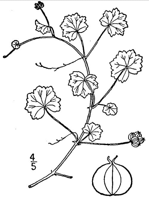 Hydrocotyle sibthorpioides