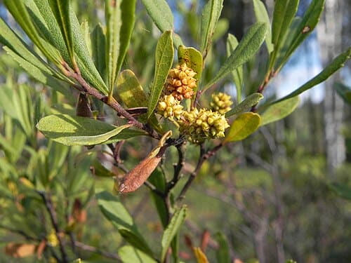 Myrica, standing in for Myrica nagi