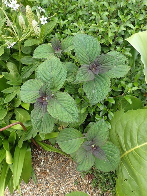 Elsholtzia flava