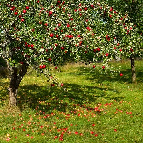 Malus domestica