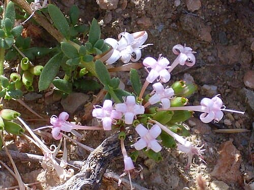 Daphne oleoides