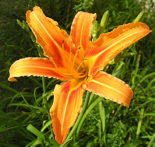Hemerocallis, standing in for Hemerocallis musk