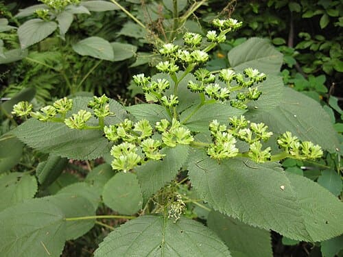 Laportea canadensis