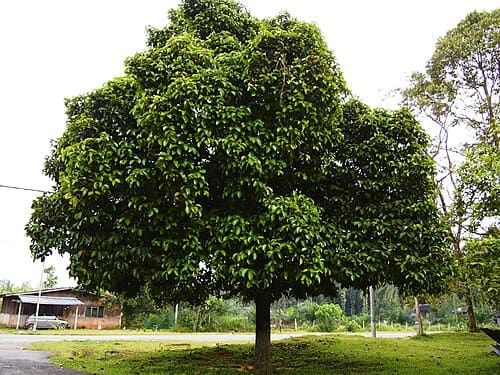 Garcinia mangostana