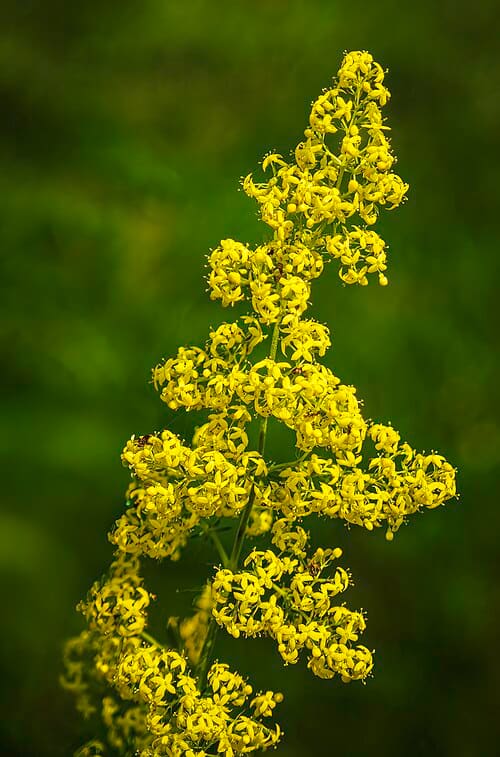 Rubiaceae, standing in for Schumanniophyton magnificum