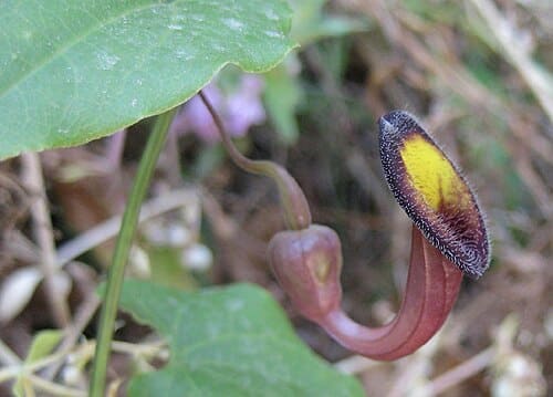 Aristolochia, standing in for Aristolochia trifida