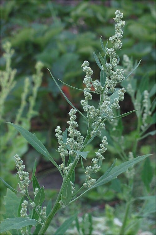 Chenopodium