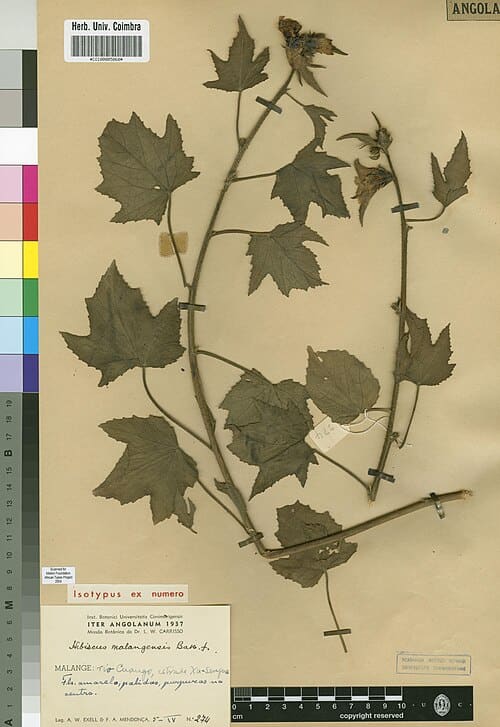 Hibiscus cannabinus